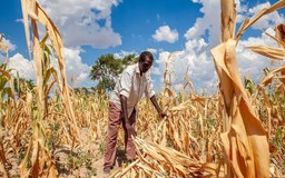 FAO cảnh báo El Nino tác động mạnh đến Mỹ Latinh