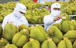 Ấn Độ chính thức mở cửa cho sầu riêng Việt Nam