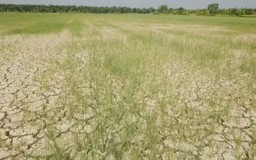 Siêu El Nino đe dọa an ninh lương thực Thái Lan