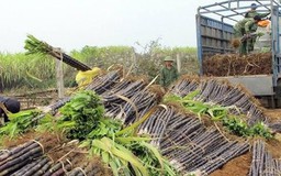 Tập đoàn TH thâu tóm đường mía Cao Bằng