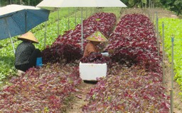 Hà Nội kiểm soát an toàn thực phẩm trong sản xuất rau