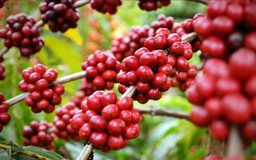 Xuất khẩu Brazil sang Mỹ lao dốc do thuế quan