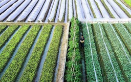 Nông nghiệp Hà Nội tăng tốc nhờ Luật Thủ đô