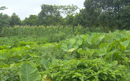 Hơn 4.000 ha đất nông, lâm trường chưa bàn giao