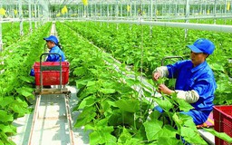 Cần cơ chế tín dụng ưu đãi cho phát triển nông nghiệp xanh