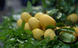 Hương thị chín