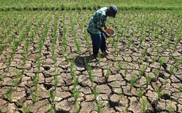 Hiện tượng El Nino đe dọa kỷ lục nhiệt độ toàn cầu