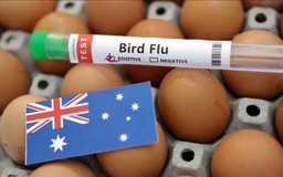 Australia xác nhận ca nhiễm H5N1 ở động vật có vú