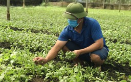 Nông nghiệp Thủ đô: Không chỉ xanh hơn mà phải giá trị hơn