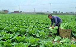 Từ Nghị quyết Đại hội đến những đổi thay trên đồng ruộng Hà Nội