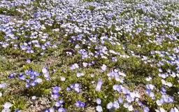 Bắt đầu mùa hoa nở trên sa mạc Atacama (Chile)