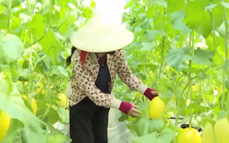 Giảm thời gian cấp mã số vùng trồng tạo lợi thế nông sản