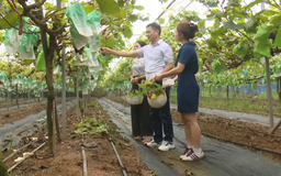 Nâng giá trị nông sản từ sản xuất an toàn