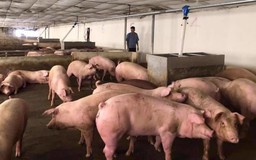 Giá lợn hơi giảm mạnh trong tháng 8