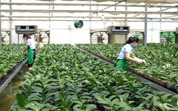 Hà Nội phát triển nông nghiệp đa giá trị