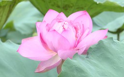Phát triển cây sen theo hướng đa giá trị