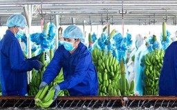 HAGL Agrico tăng lỗ 152 tỷ đồng sau soát xét báo cáo
