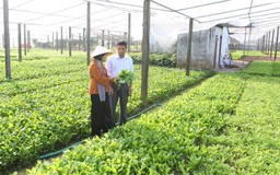 Kinh tế tập thể - hành trình thích ứng với giai đoạn mới | Nông nghiệp nông thôn | 03/09/2026