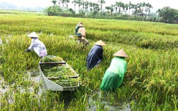 Nước hồ Đồng Mô dâng, Đoài Phương giúp dân thu hoạch lúa