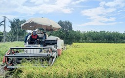 Quy định mới về kinh doanh xuất khẩu, nhập khẩu gạo