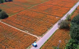 Mùa cúc vạn thọ rực rỡ tại vùng nông thôn Trung Quốc