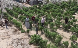 Nông dân Gaza khôi phục ngân hàng hạt giống bản địa