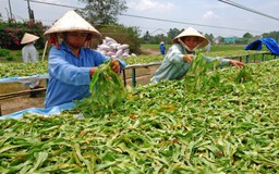 Chuyển đổi xanh từ nông nghiệp tái sinh