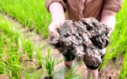 CEO lội ruộng: Đi tìm giá trị từ đồng ruộng | Con đường doanh nhân | 11/10/2026