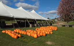 Mỹ: Những vườn bí ngô rộn ràng đón Halloween