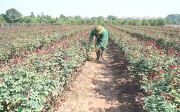 Nông thôn Hà Nội đang cần vốn đầu tư cho sản xuất