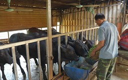 Từ an toàn đàn vật nuôi đến thực phẩm sạch | Nông nghiệp và Môi trường | 04/10/2026