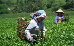 Đẩy mạnh chế biến sâu, nâng cao chất lượng và thương hiệu chè Việt Nam