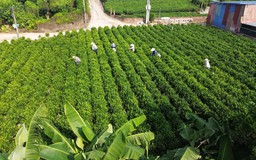 Xã Trung Giã phát triển kinh tế từ cây chè Bắc Sơn