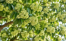 Hoa sữa Hà Nội: Nét thơ hay nỗi ám ảnh?