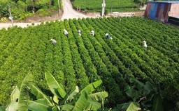 Mùa thu trên nương chè Bắc Sơn