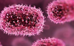 Pháp ghi nhận ca nhiễm virus Shamonda đầu tiên ở người