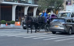New York thông qua dự luật cấm xe ngựa từ năm 2028