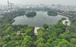 Hà Nội không thay thế cây xanh đồng loạt