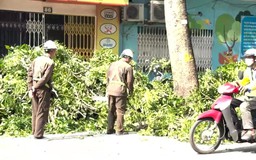 Theo chân những người thợ chăm sóc cây xanh giữa phố