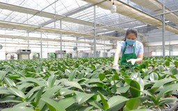 Tăng thu nhập - đích đến của nông thôn mới | Nông thôn mới Hà Nội | 26/09/2026