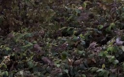 Bangladesh: Nhà hàng trở thành điểm ngắm chim sẻ độc đáo