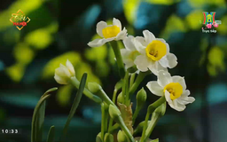 Hoa Thủy Tiên, hoa của mùa Xuân