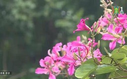 Hoa ban Hà Nội khoe sắc