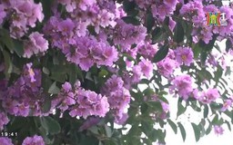 Bằng lăng tím khoe sắc khắp phố phường Hà Nội