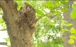 Tiếng ve gọi hè