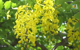 Muồng hoàng yến khoe sắc quanh hồ Tây
