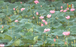 Sắc sen hồ Tây
