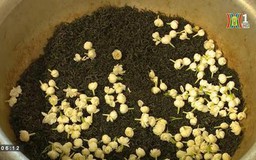 Nghệ thuật ướp trà nhài của người Hà Nội