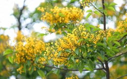 Vẻ đẹp hoa giáng hương trên đường phố Hà Nội