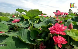 Đầm sen độc đáo ở Hà Nội